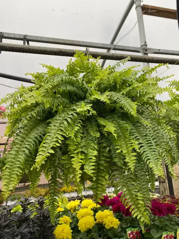 10″ Basket Boston Fern