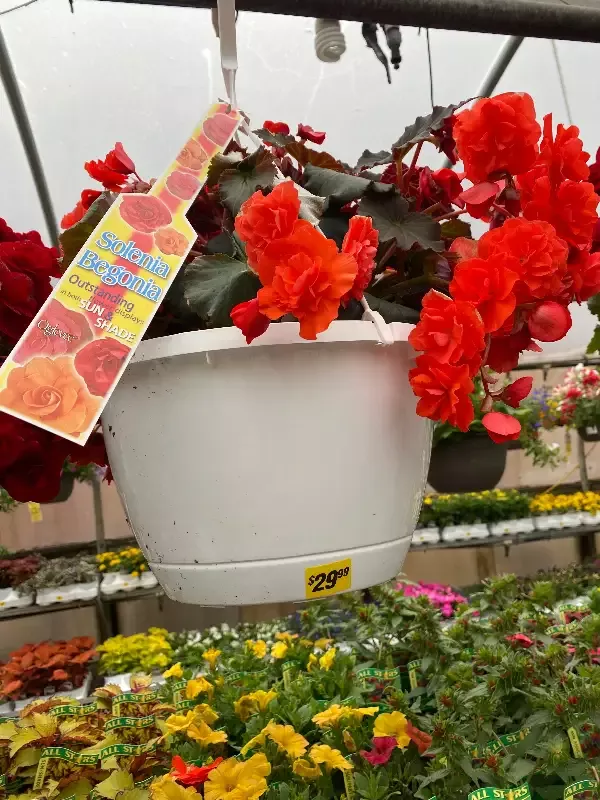 10″ Basket Solenia Begonia