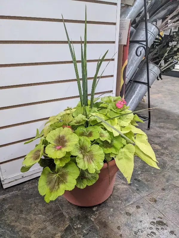 12″ Patio Pot