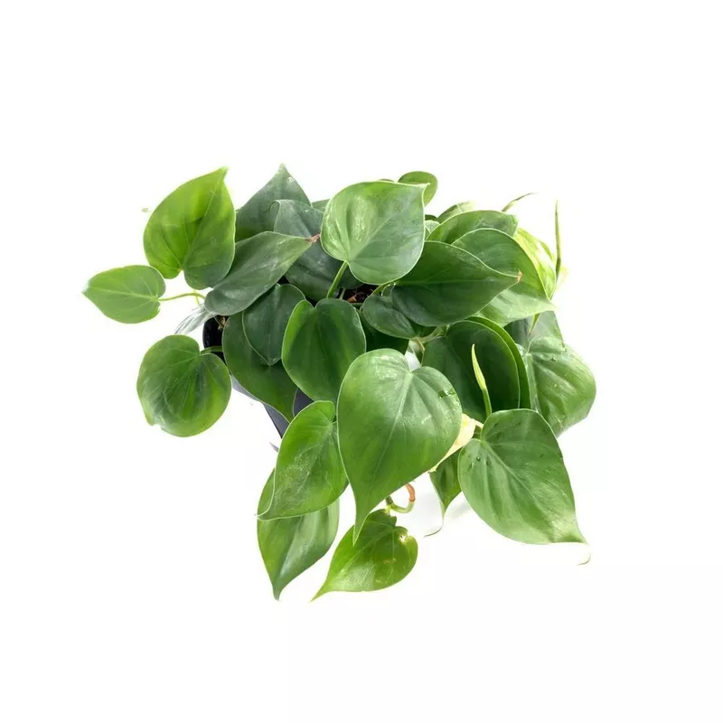 4″ Pothos