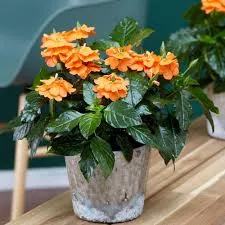 5" Fancy Crossandra