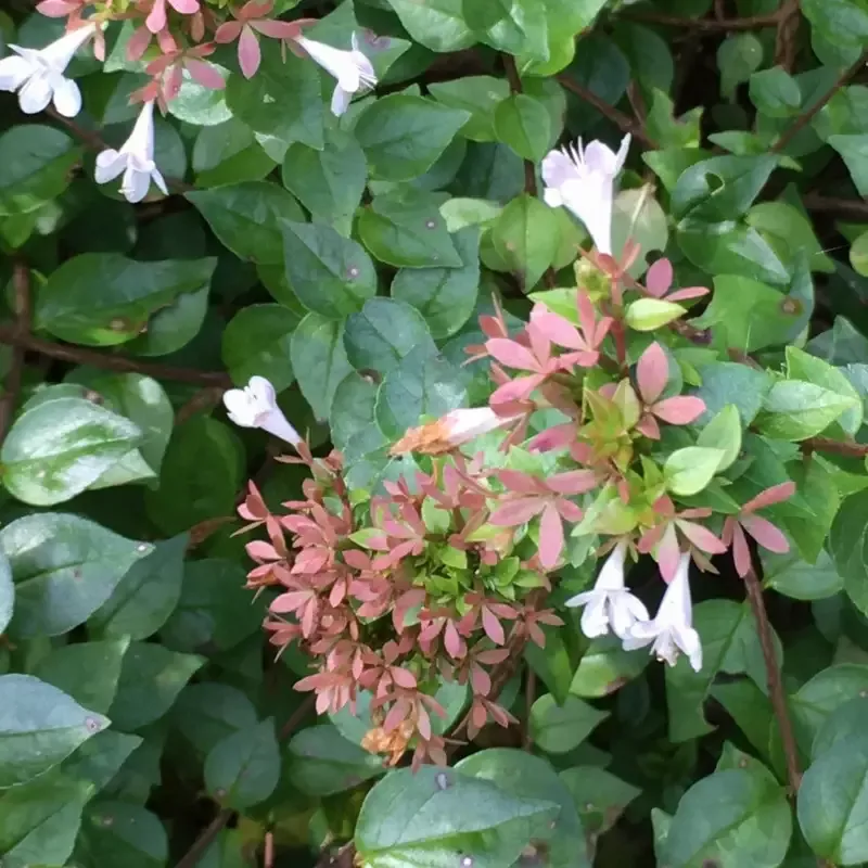 Abelia ‘Canyon Creek’