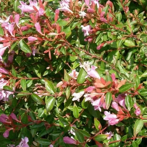 Abelia Edward Goucher
