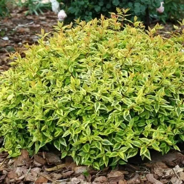 Abelia Kaleidoscope