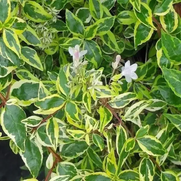 Abelia Twist of Lime