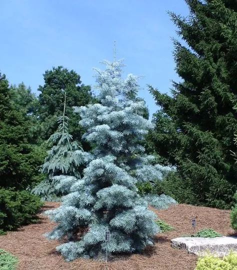 Abies concolor Blue Cloak 5'