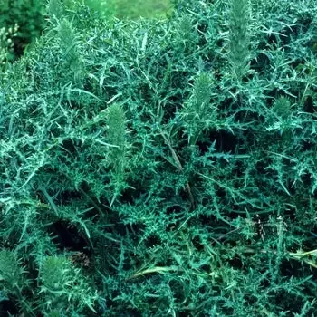 Acanthus ‘Spinosus’ Spiny Bear’s-Breeches
