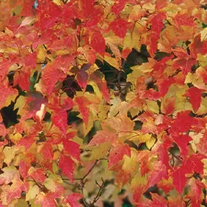 Acer – Bailey Compact Amur Maple-2 Gallon