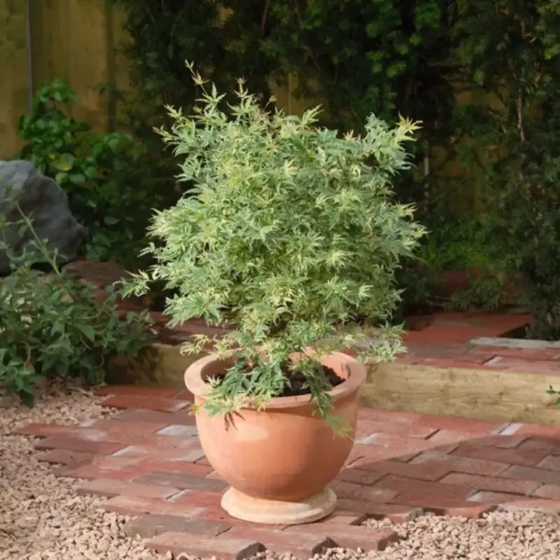Acer ‘Butterfly’ Japanese Maple