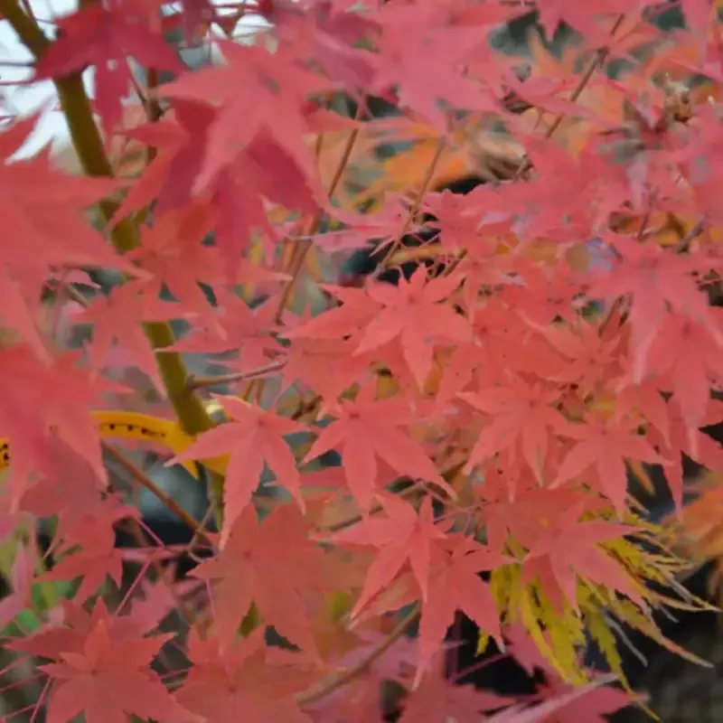 Acer palmatum ‘Tsukasa Silhouette’ Columnar Japanese Maple