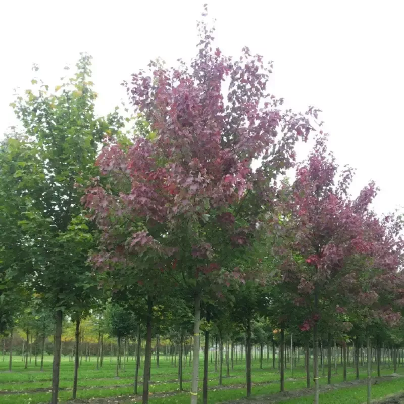 Acer rubrum ‘Fairview Flame’