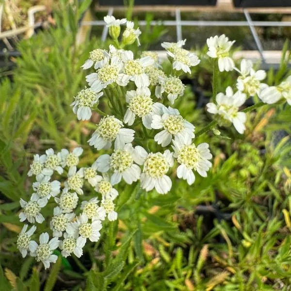 Achillea'English Mace' Yarrow