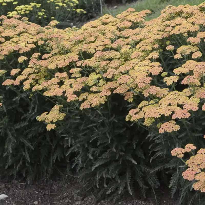 Achillea Firefly Collection ‘Firefly Peach Sky’