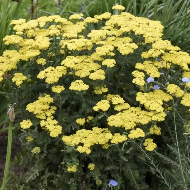 Achillea Firefly Collection ‘Firefly Sunshine’ Yarrow – [EG]