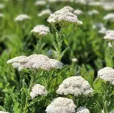 Achillea ‘Firefly Diamond’ PPAF Yarrow PW™
