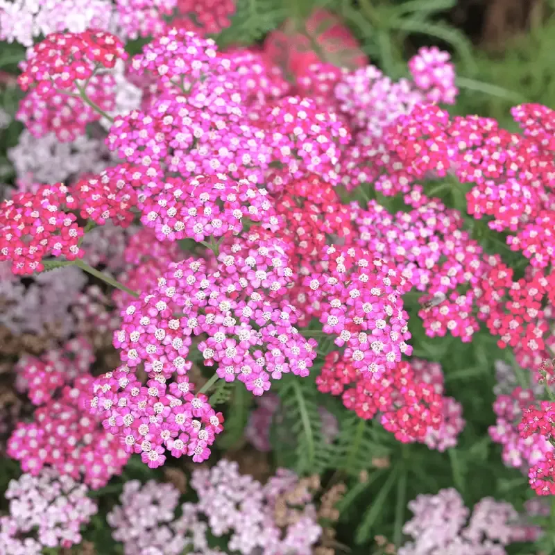 Achillea Millefolium Oertel’s Rose – [CG]