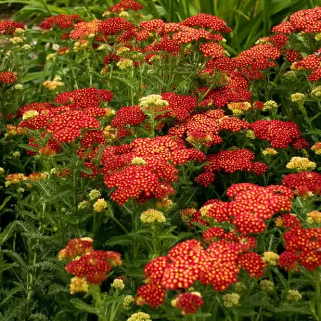 Achillea Millefolium ‘Strawberry Seduction- Large Clusters of Long[EG]