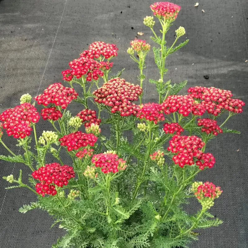 Achillea New Vintage Series ‘Red’ – [EG]