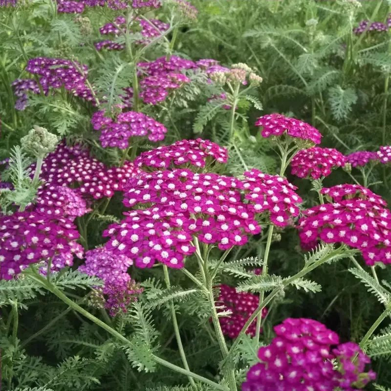 Achillea New Vintage Series ‘Violet’ – [EG]