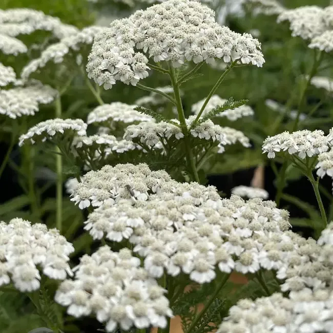 Achillea New Vintage Series ‘White’ – [EG]