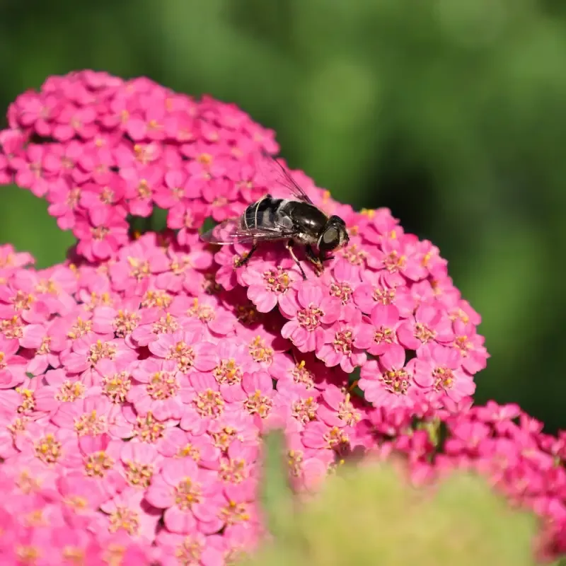 Achillea Pink Grapefruit