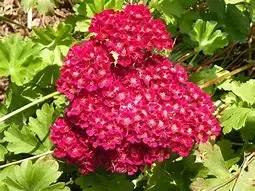 Achillea “Pomegranate” Yarrow