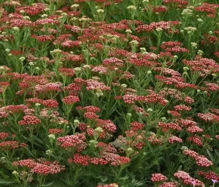 Achillea ‘Vintage Red’ Yarrow