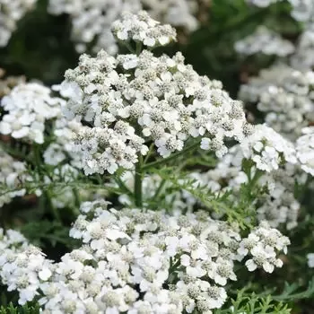 Achillea ‘Vintage Rose’ Yarrow