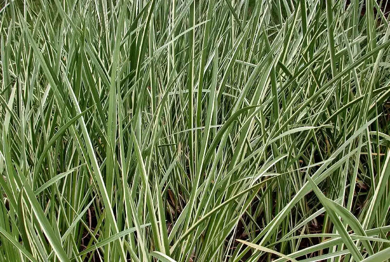Acorus calamus “Sweet Flag”