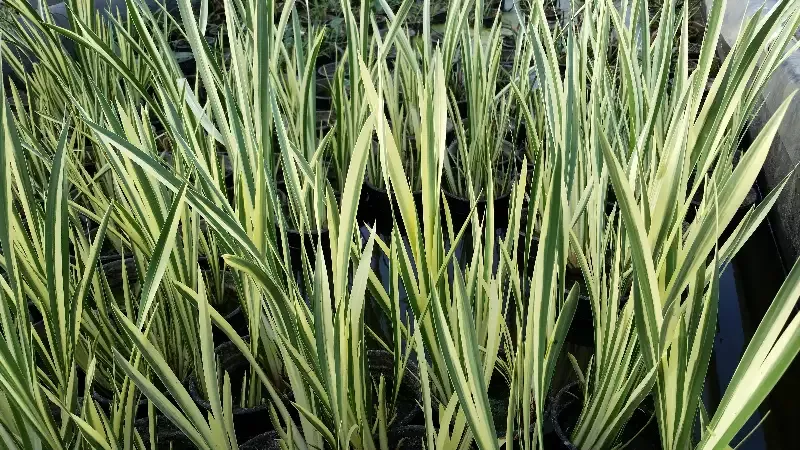 Acorus calamus ‘Variegata’ (Varigated Sweet Flag)