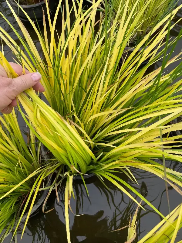 Acorus gramineus “Ogon” (Golden Japanese Sweetflag)