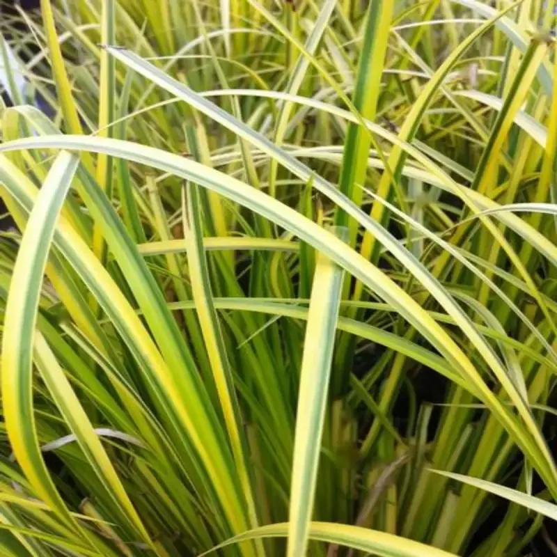 Acorus gramineus ‘Ogon’ Sweetflag – [EG]