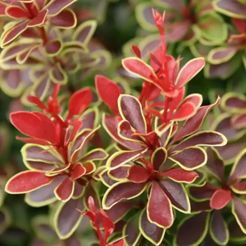 Admiration’ Barberry