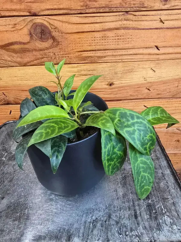 Aeschynanthus Lipstick Black Pagoda, 4″ Plant
