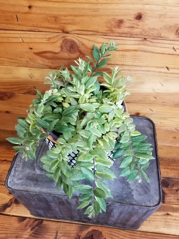 Aeschynanthus Lipstick Bolero Bicolore, 6″ Plant