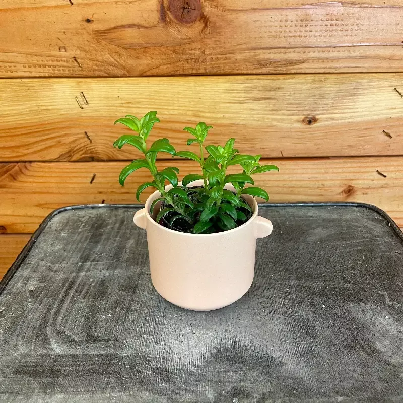 Aeschynanthus Lipstick Buxifolius Box Leaf, 2″ Plant