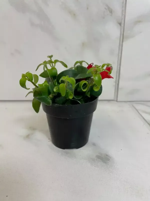 Aeschynanthus Lipstick Curly, 2″ Plant