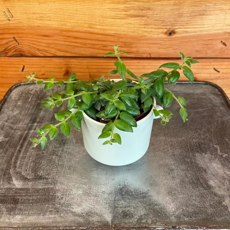 Aeschynanthus Lipstick Gracilis, 2″ Plant