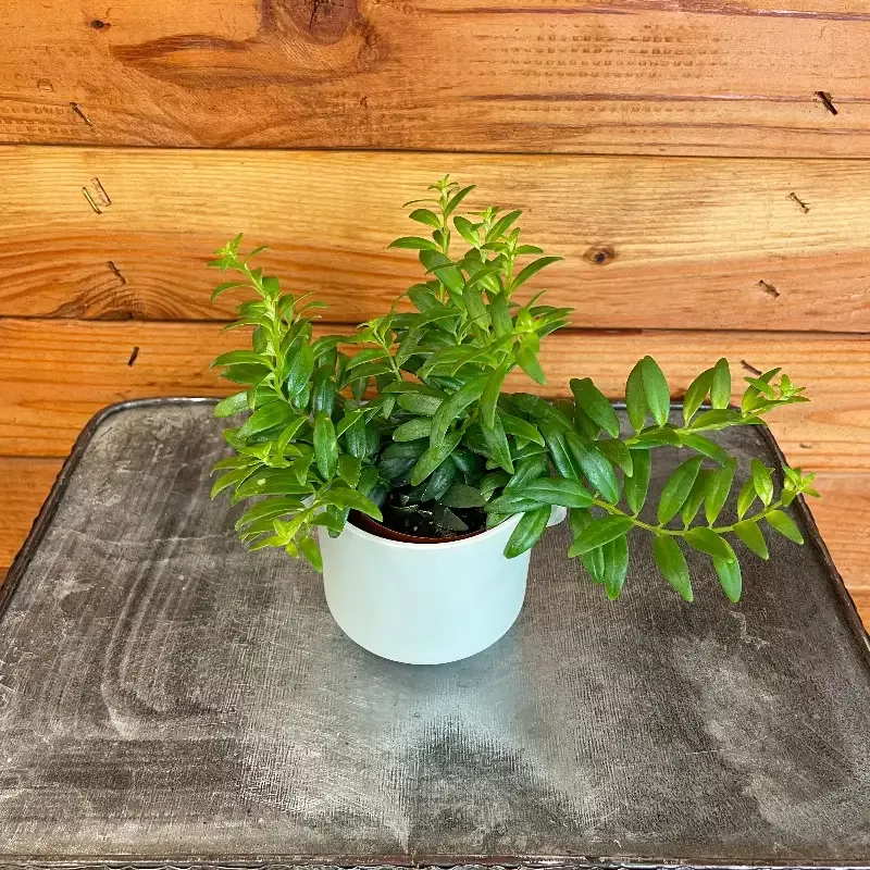 Aeschynanthus Lipstick Japhrolepis, 2″ Plant