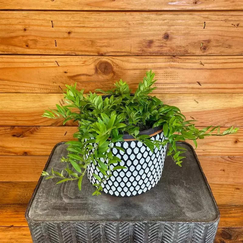 Aeschynanthus Lipstick Japhrolepis, 6″ Plant