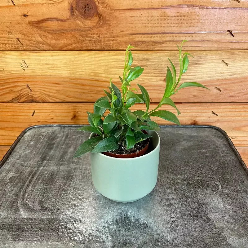 Aeschynanthus Lipstick Mini Variegated, 2″ Plant