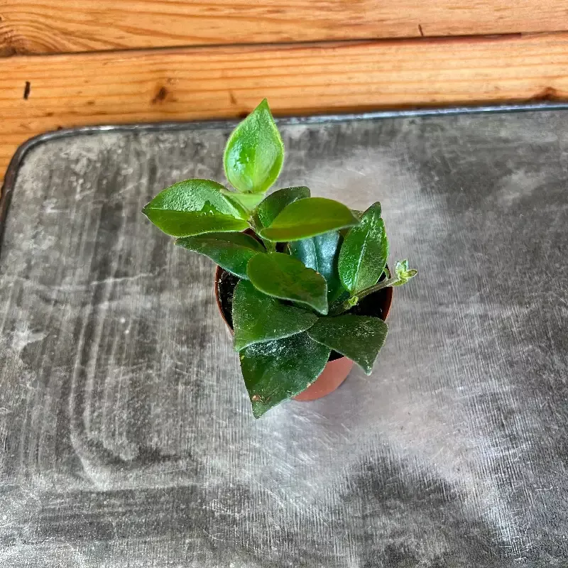 Aeschynanthus Lipstick Mona Lisa, 2″ Plant