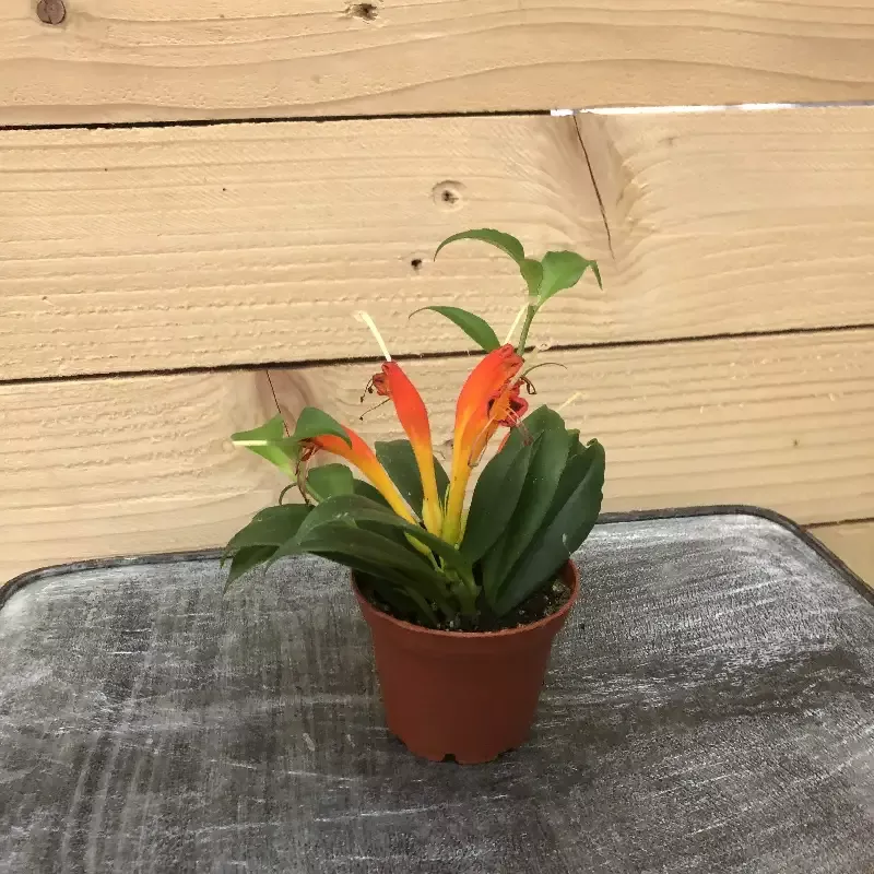 Aeschynanthus Lipstick Orange, 2″ Plant