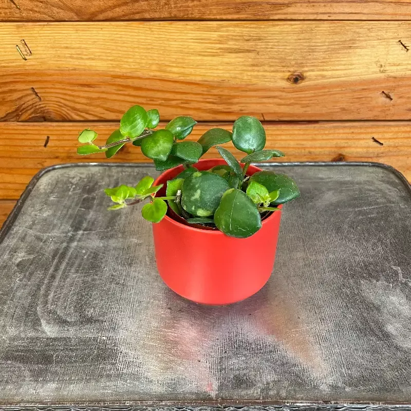 Aeschynanthus Lipstick Thai Pink, 2″ Plant