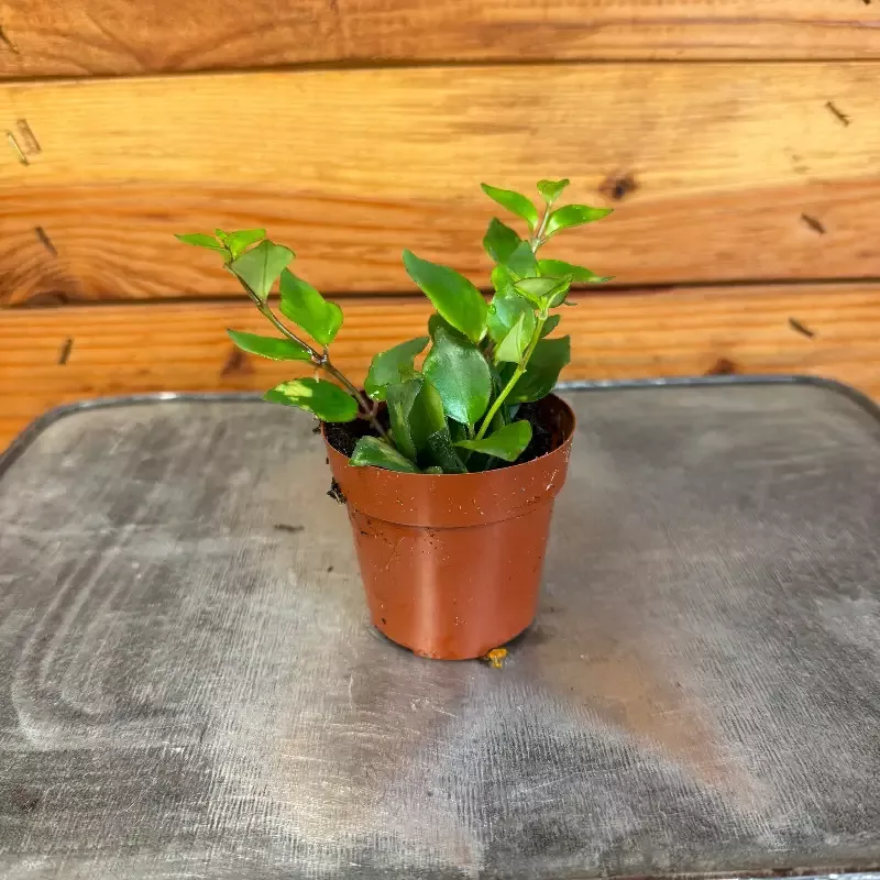 Aeschynanthus Lipstick Tiger Stripe, 2″ Plant
