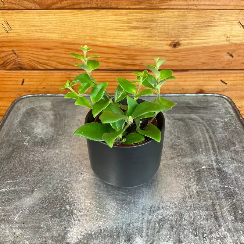 Aeschynanthus Lipstick Tricolor from Borneo, 2″ Plant