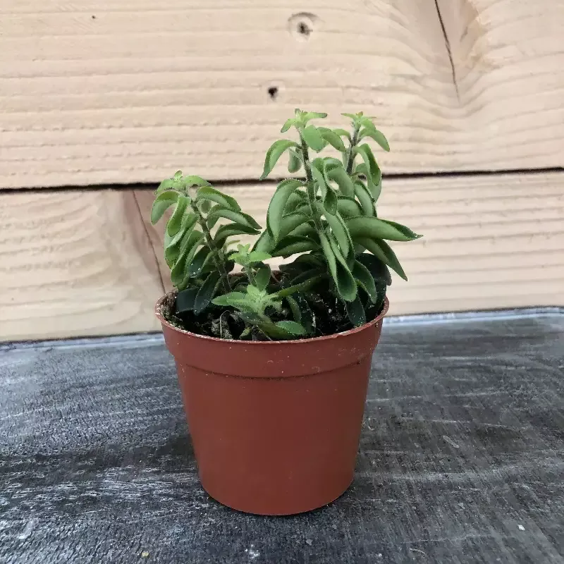 Aeschynanthus Lipstick Twister, 2″ Plant