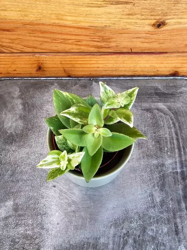Aeschynanthus Lipstick Variegated, 2″ Plant
