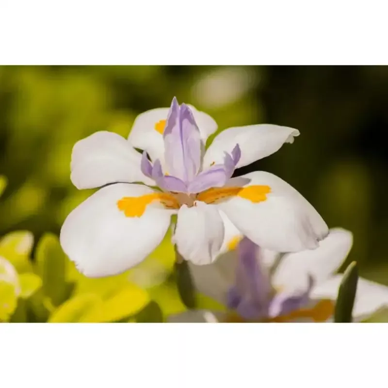 African Iris ( Yellow Flag )