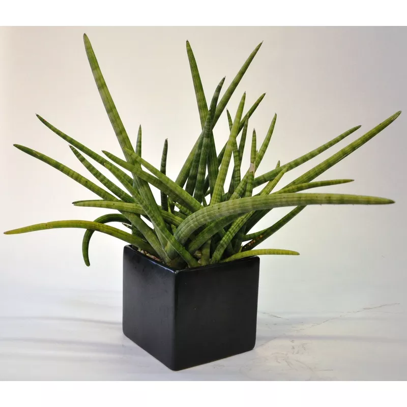 ‘African Spear’ Sansevieria cyndrilica Black Square (As Shown)
